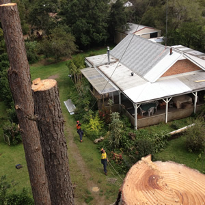 Tree removal Noosa, tree arborist Noosa, tree pruning Noosa, in touch tree services Noosa